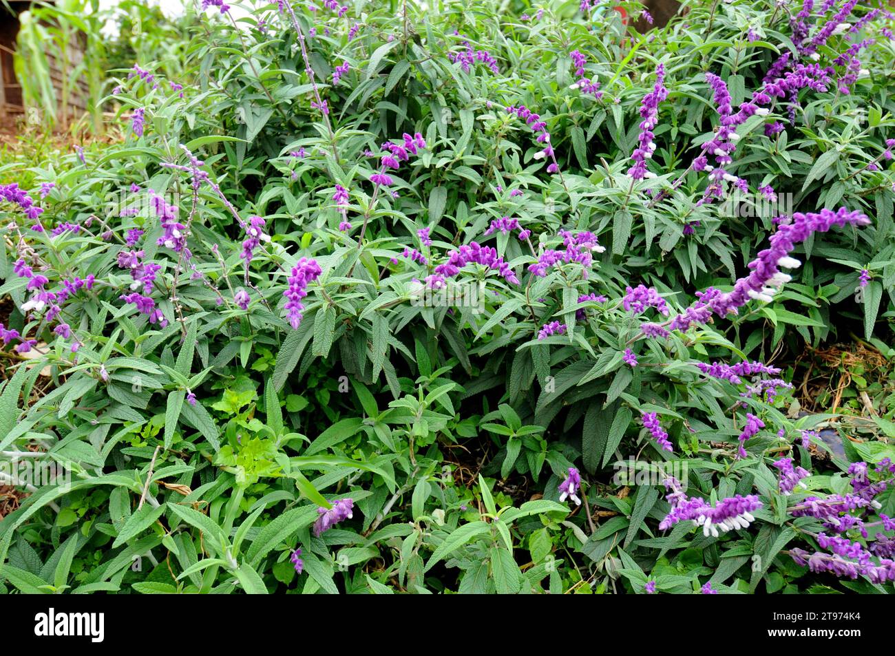 Mexican bush sage (Salvia leucantha) is an ornamental shrub native to Mexico. Stock Photo