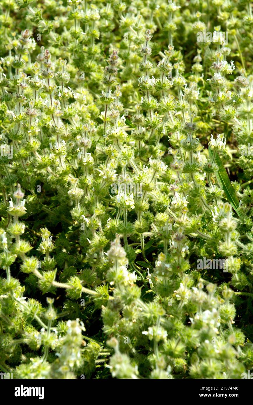 Rabo de gato (Sideritis hirsuta) is a perennial herb native to Iberian Peninsula, south France and north Africa. Stock Photo