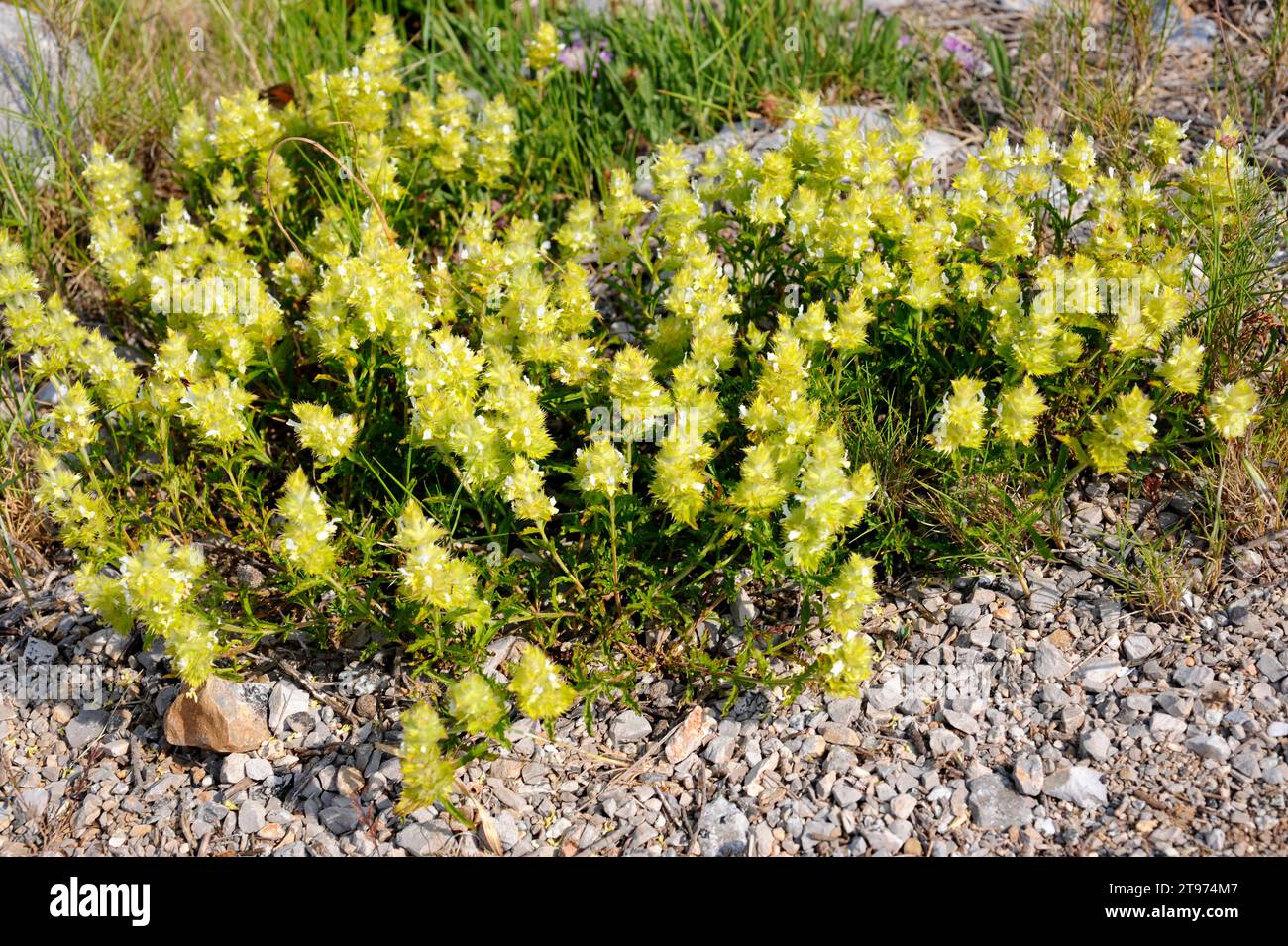 Rabo de gato (Sideritis hirsuta hirsuta) is a perennial herb native to Iberian Peninsula, south France and north Africa. This photo was taken in Garra Stock Photo
