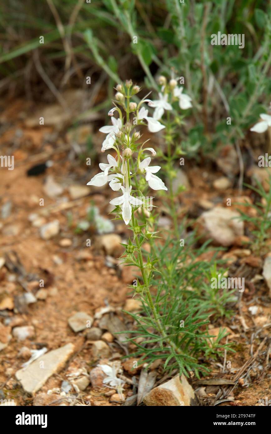 Hierba de la cruz or pinillo bastardo (Teucrium pseuodochamaepitys) is a perennial herb native to western Mediterranean Basin. This photo was taken in Stock Photo