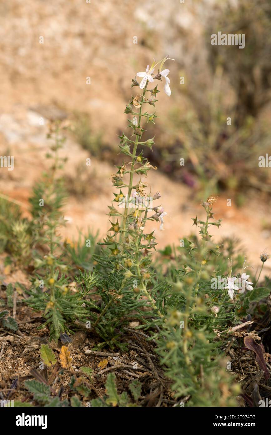 Hierba de la cruz or pinillo bastardo (Teucrium pseuodochamaepitys) is a perennial herb native to western Mediterranean Basin. This photo was taken in Stock Photo