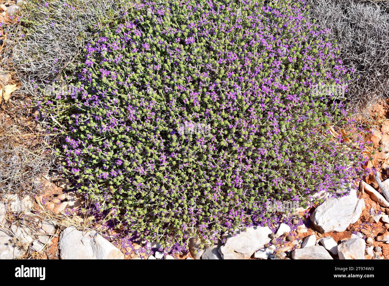 Spanish oregano (Thymus capitatus, Thymbra capitata or Coridothymus