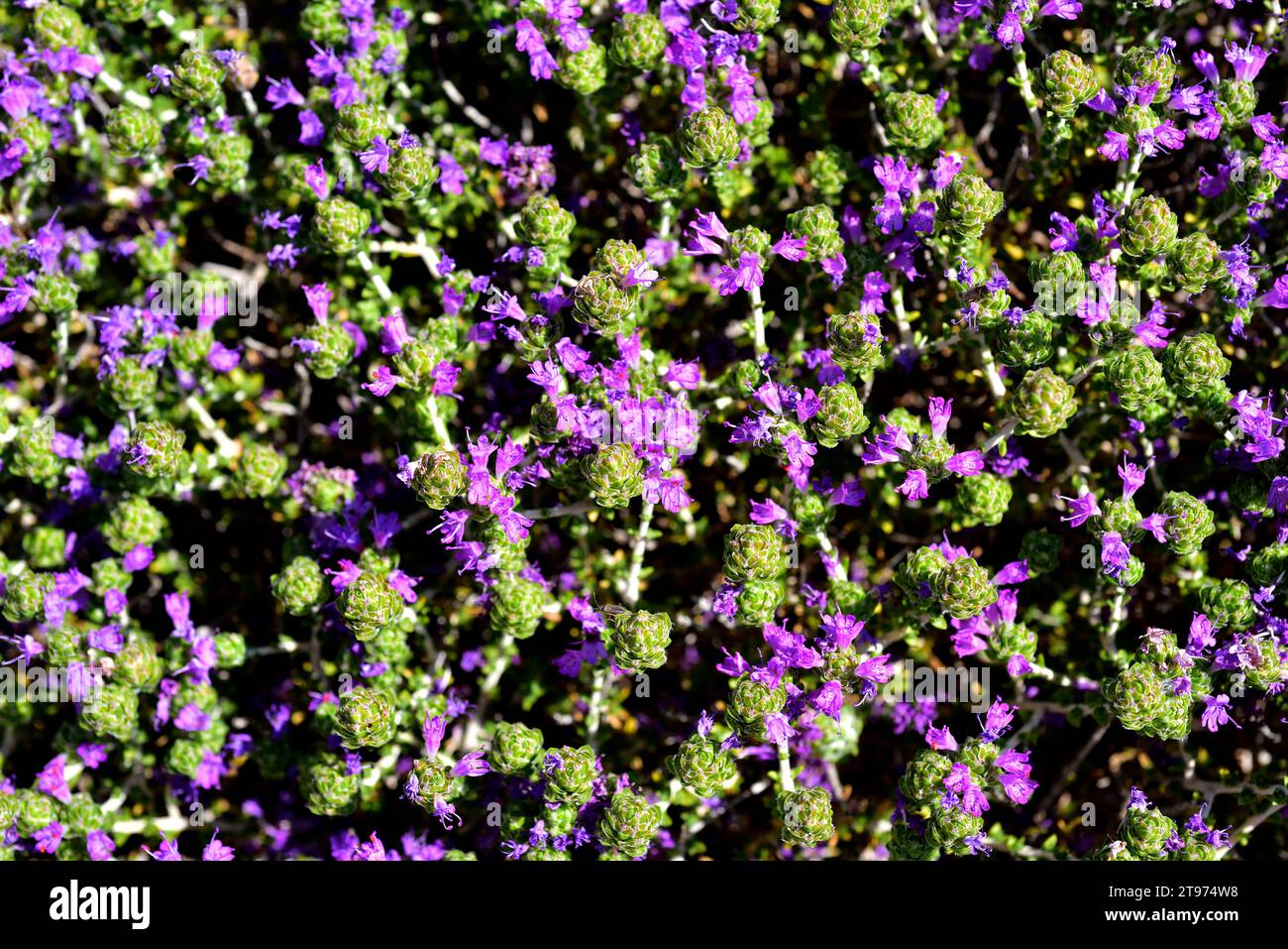 Spanish oregano (Thymus capitatus, Thymbra capitata or Coridothymus
