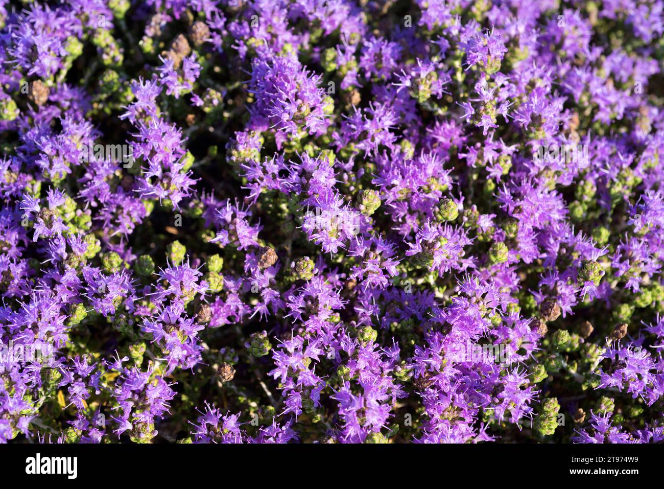 Spanish oregano (Thymus capitatus, Thymbra capitata or Coridothymus