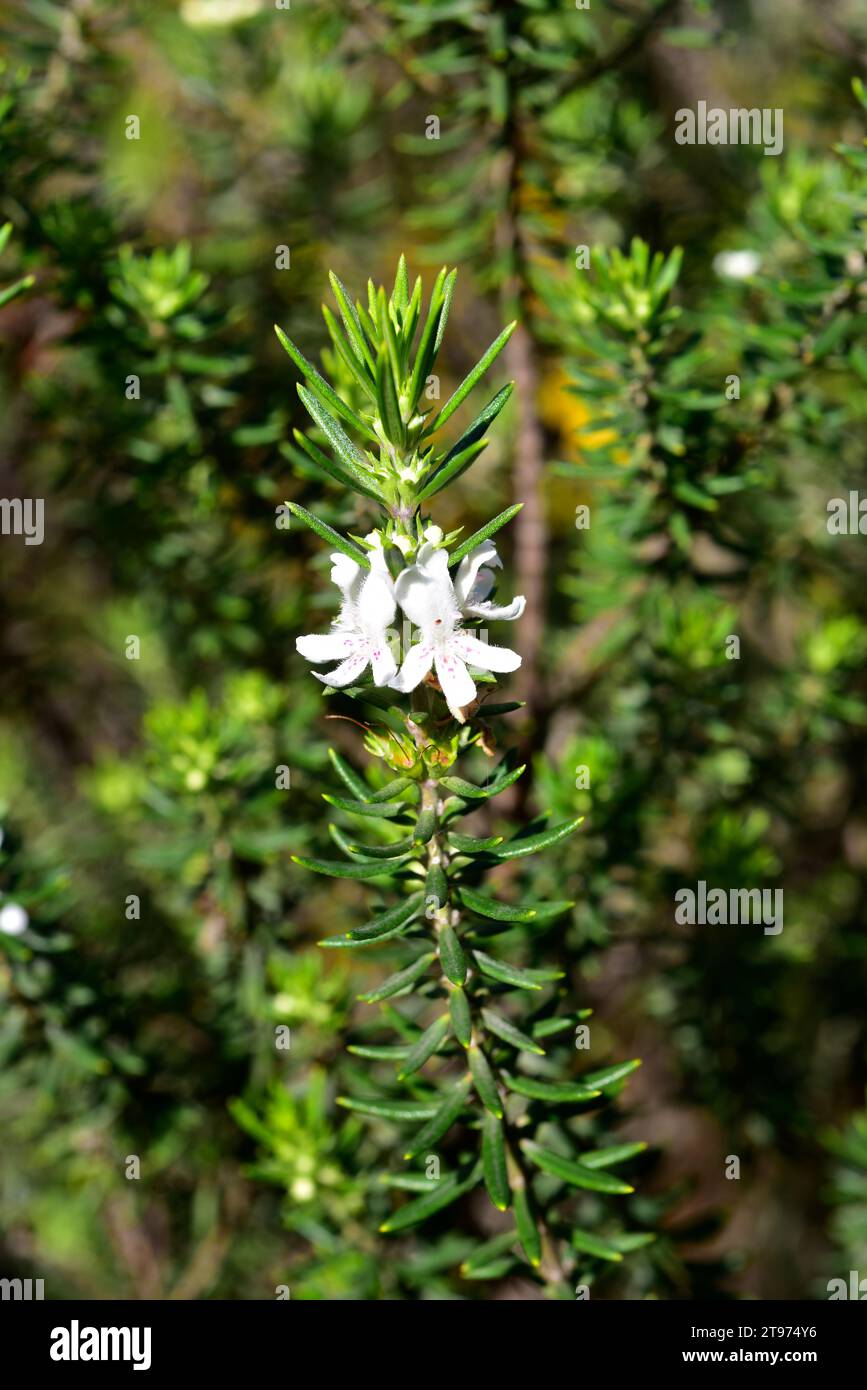 Coastal rosemary (Westringia fruticosa) is a shrub native to eastern Australia coast. Flowers and leaves detail. Stock Photo