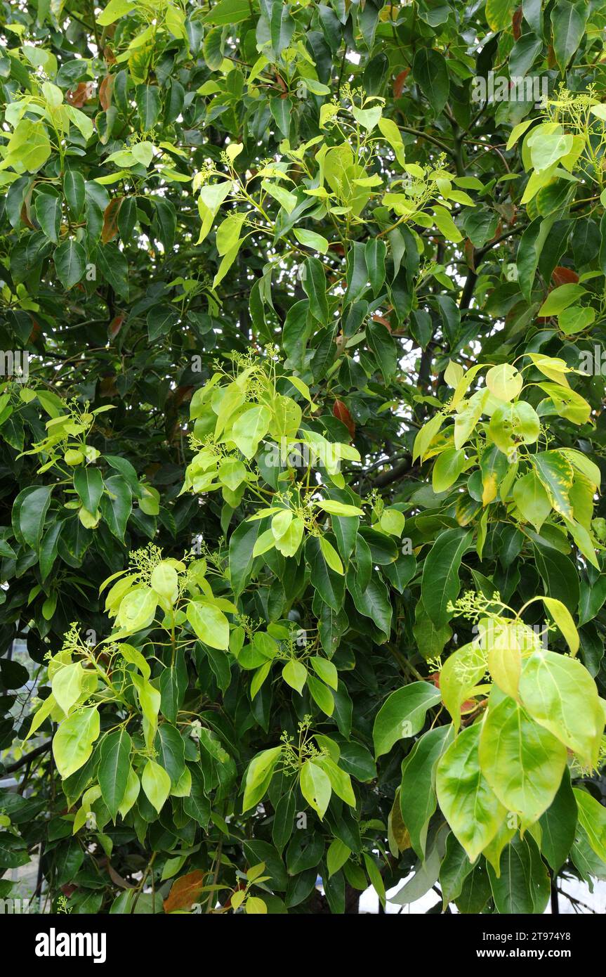 Camphor tree (Cinnamomum camphora) is an evergreen tre native to Asia. Produce camphor, a medicinal chemical compound. Stock Photo