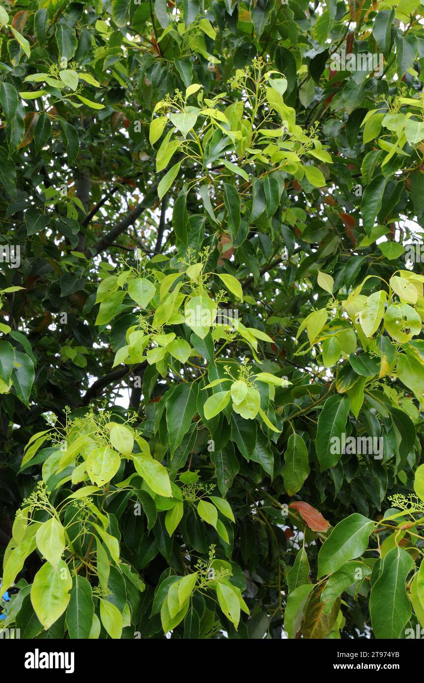 Camphor tree (Cinnamomum camphora) is an evergreen tre native to Asia. Produce camphor, a medicinal chemical compound. Stock Photo