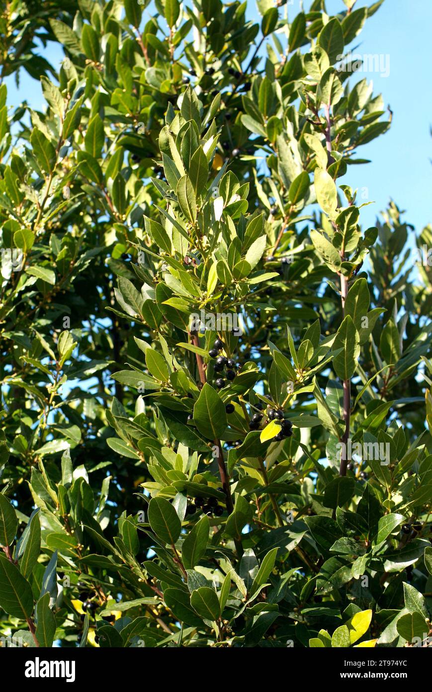 Laurel (Laurus nobilis)  is an evergreen tree aromatic, culinary and medicinal, native to Mediterranean Basin coastal. Fruits and leaves detail. Stock Photo