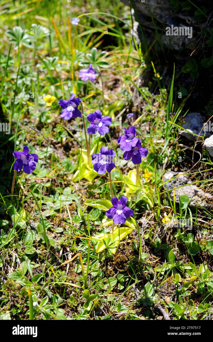 Common butterwort (Pinguicula vulgaris) is a carnivorous plant native to Europe and North America. This photo was taken in Navarra Pyrinees, Spain. Stock Photo