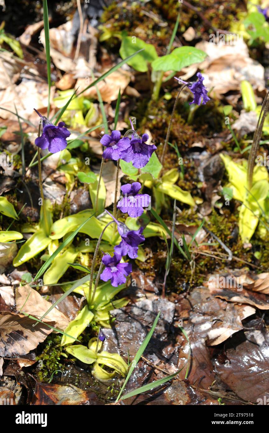 Common butterwort (Pinguicula vulgaris) is a carnivorous plant native to Europe and North America. This photo was taken in Valle de Aran, Lleida Pyrin Stock Photo
