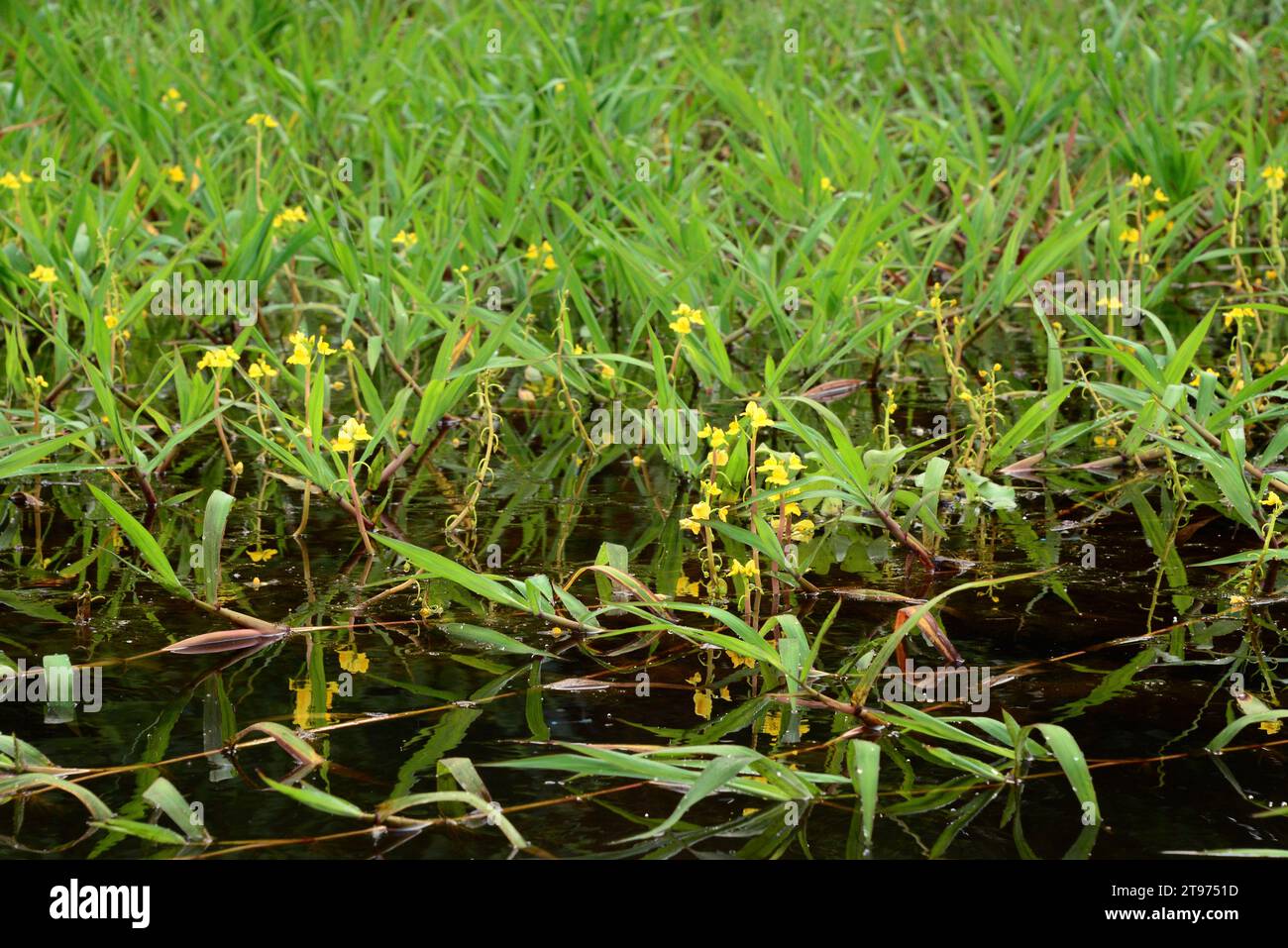 Leafy Bladderwort Utricularia Foliosa Is A Carnivorous Plant Native 