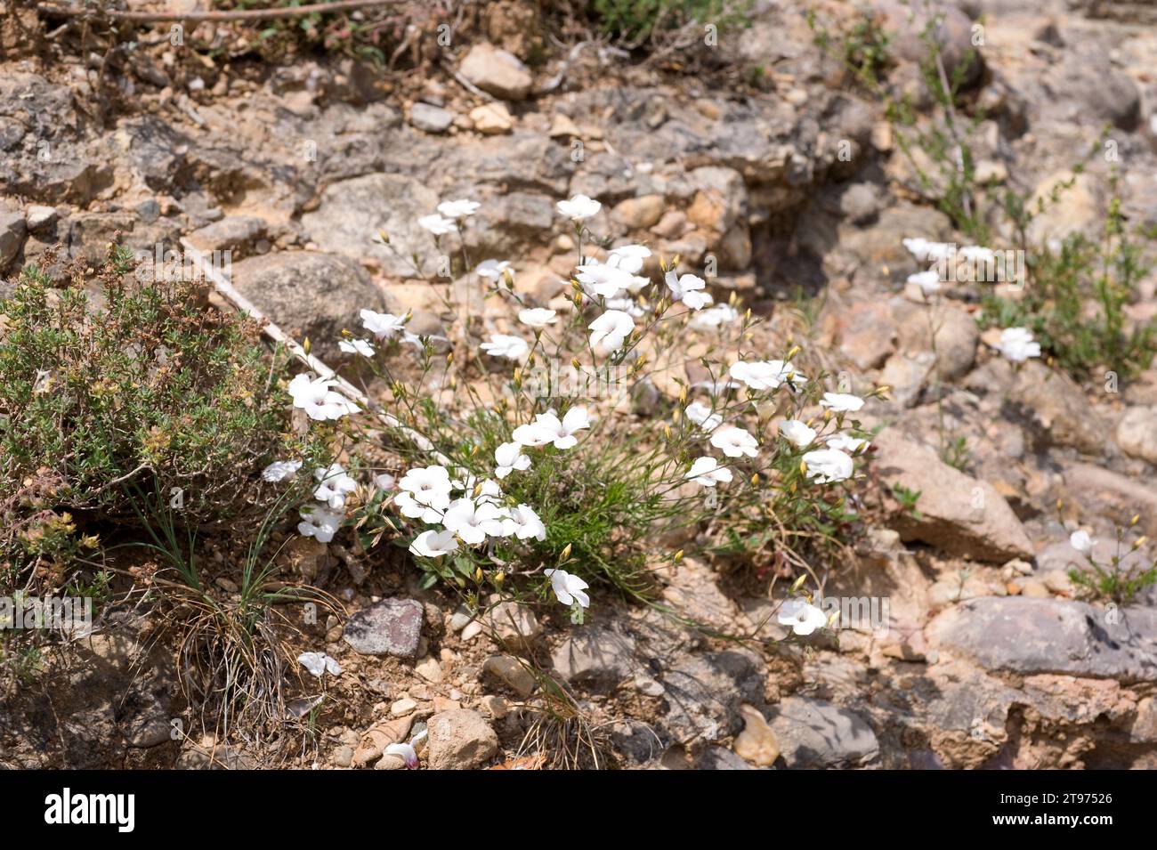 White flax (Linum tenuifolium) is a perennial herb native to Mediterranean Basin. This photo was taken in Montserrat Mountain, Barcelona province, Cat Stock Photo