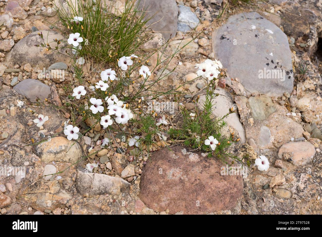 White flax (Linum tenuifolium) is a prennial herb native to Mediterranean Basin. This photo was taken in Montserrat Mountain, Barcelona province, Cata Stock Photo