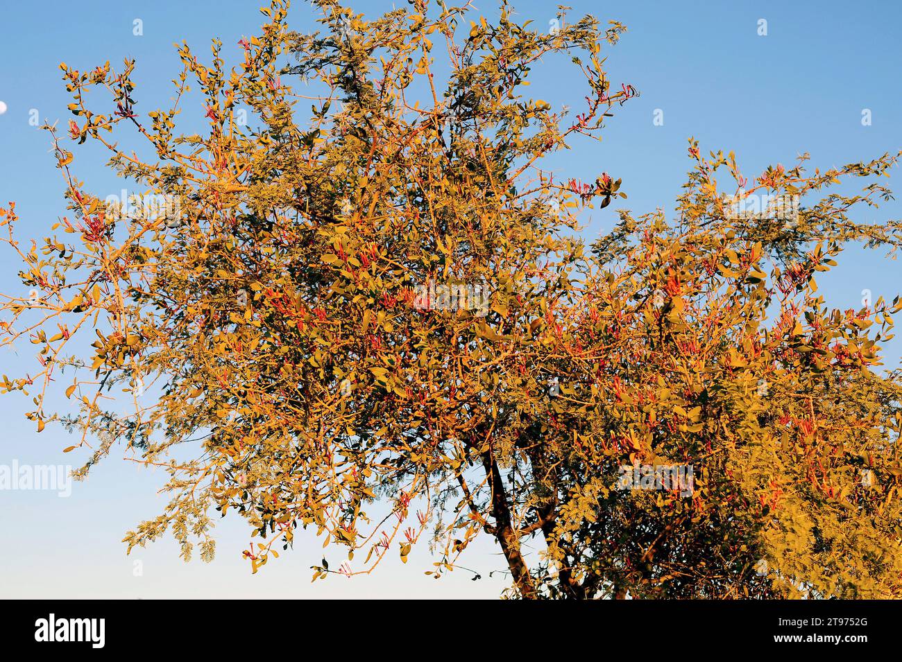 Red mistletoe (Tapinanthus rubromarginatus) is a semi-parasitic plant native to southern Africa. Parasitizing an acacia. This photo was taken in Namib Stock Photo