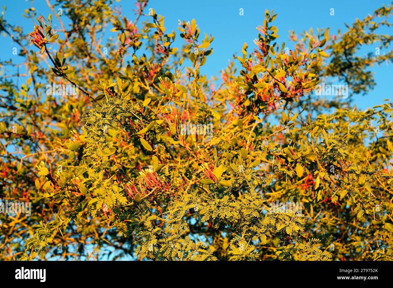 Red mistletoe (Tapinanthus rubromarginatus) is a semi-parasitic plant native to southern Africa. Parasitizing an acacia. This photo was taken in Namib Stock Photo