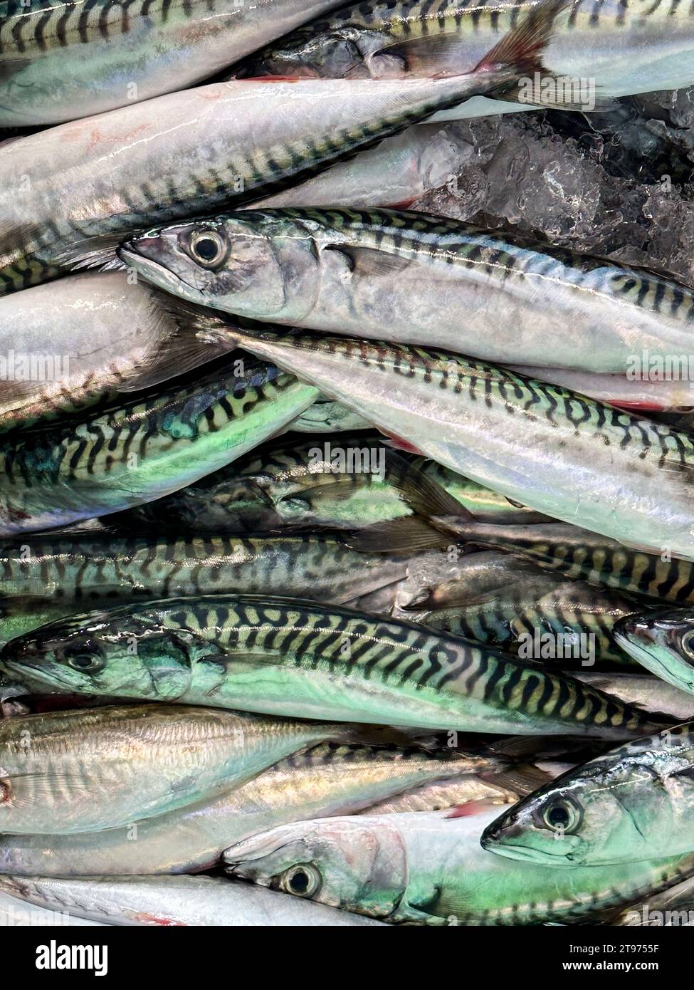 Fresh mackerel on a fish market in Skagen, Denmark Stock Photo Alamy