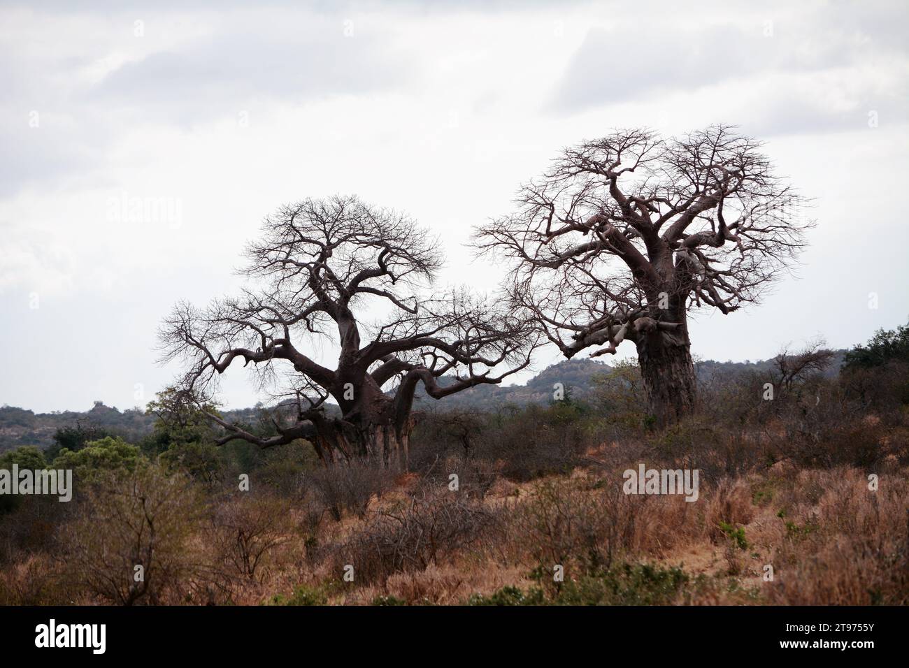 Two big Baobab Trees in Desert Landscape of Mapungubwe National Park, South Africa, Africa Stock Photo