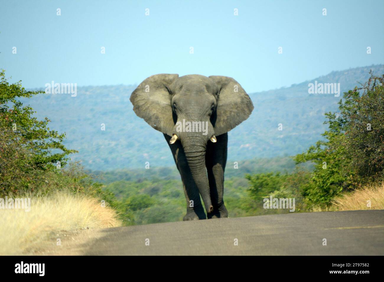 Elephant -  National Park - Wildlife Reserve in  Pafuri Africa Stock Photo
