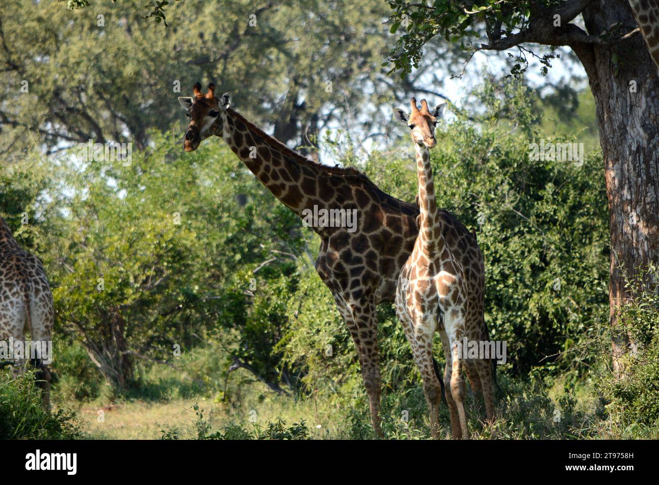 Farm in south africa hi-res stock photography and images - Alamy