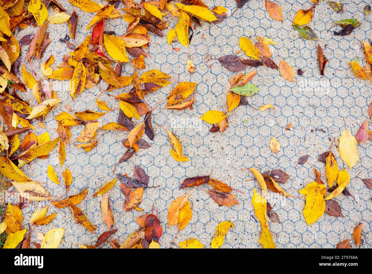 Colorful leaves on cellular pattern garden path Stock Photo