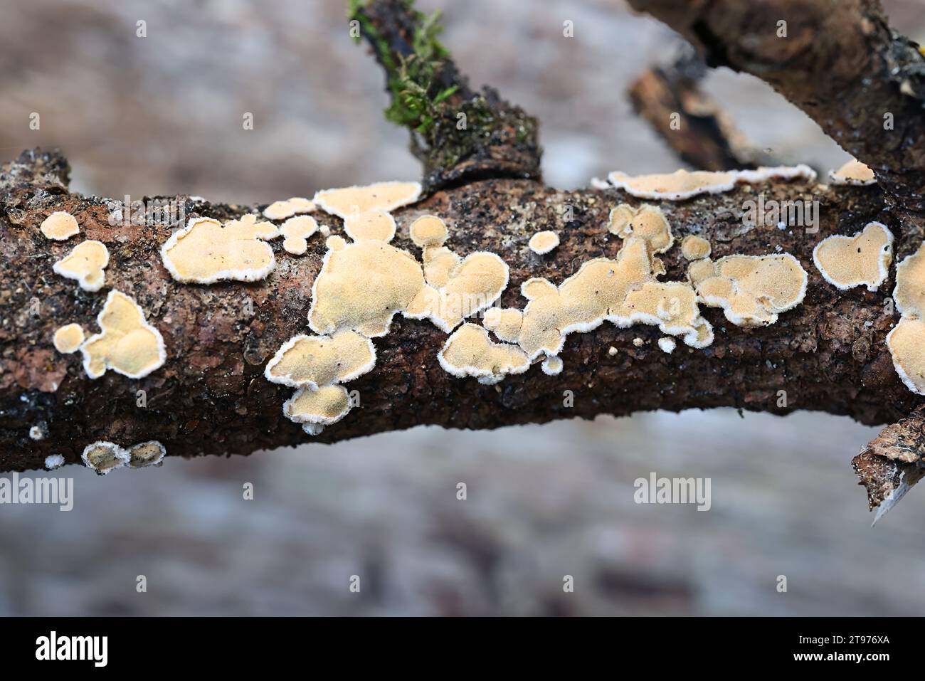 Aleurodiscus amorphus, a corticioid fungus from Finland, no common ...