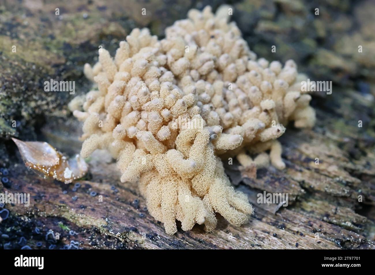 Arcyria obvelata (prev. Arcyria nutans), a species of slime mold in the family Trichiidae photographed in Finland, no common English name Stock Photo