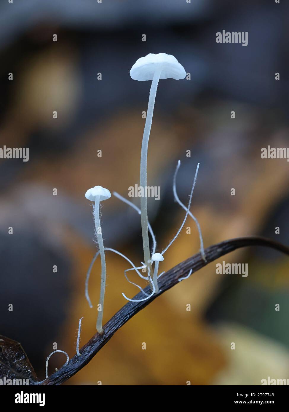 Rhizomarasmius setosus, also called Marasmius setosus, commonly known as hairy stem parachute or beachleaf parachute, wild mushroom from Finland Stock Photo