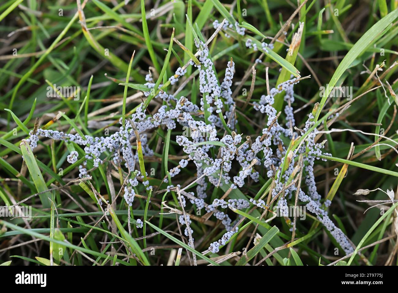 Physarum cinereum, known as grey slime mold, growing  on lawn in Finland Stock Photo