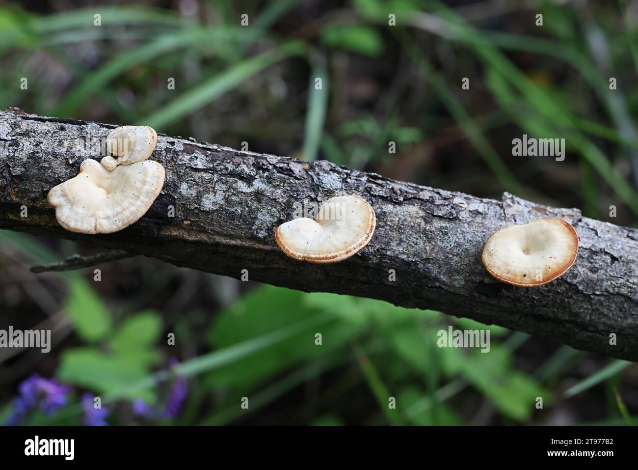 Neofavolus suavissimus, also known as Lentinus suavissimus, an oysterling mushroom from Finland, no common English name Stock Photo