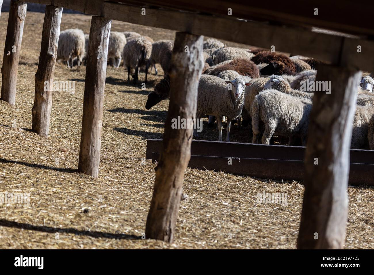 The sheep peacefully graze in the pen. A lot of beautiful lambs. The rays of the sun illuminate the white, black, and brown wool of the sheep. They hu Stock Photo