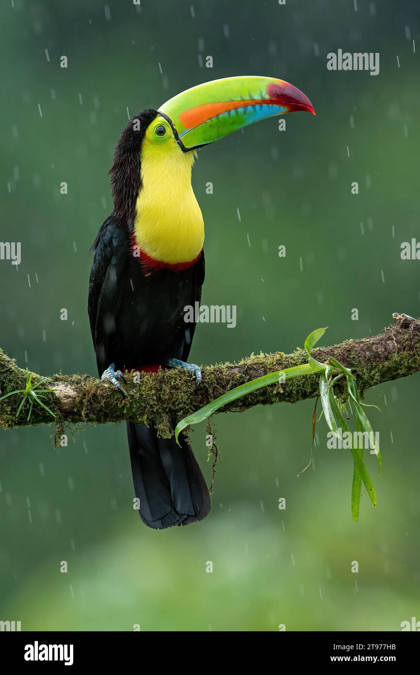 Toucan in the rain sitting on the branch in rainforest in central America Stock Photo