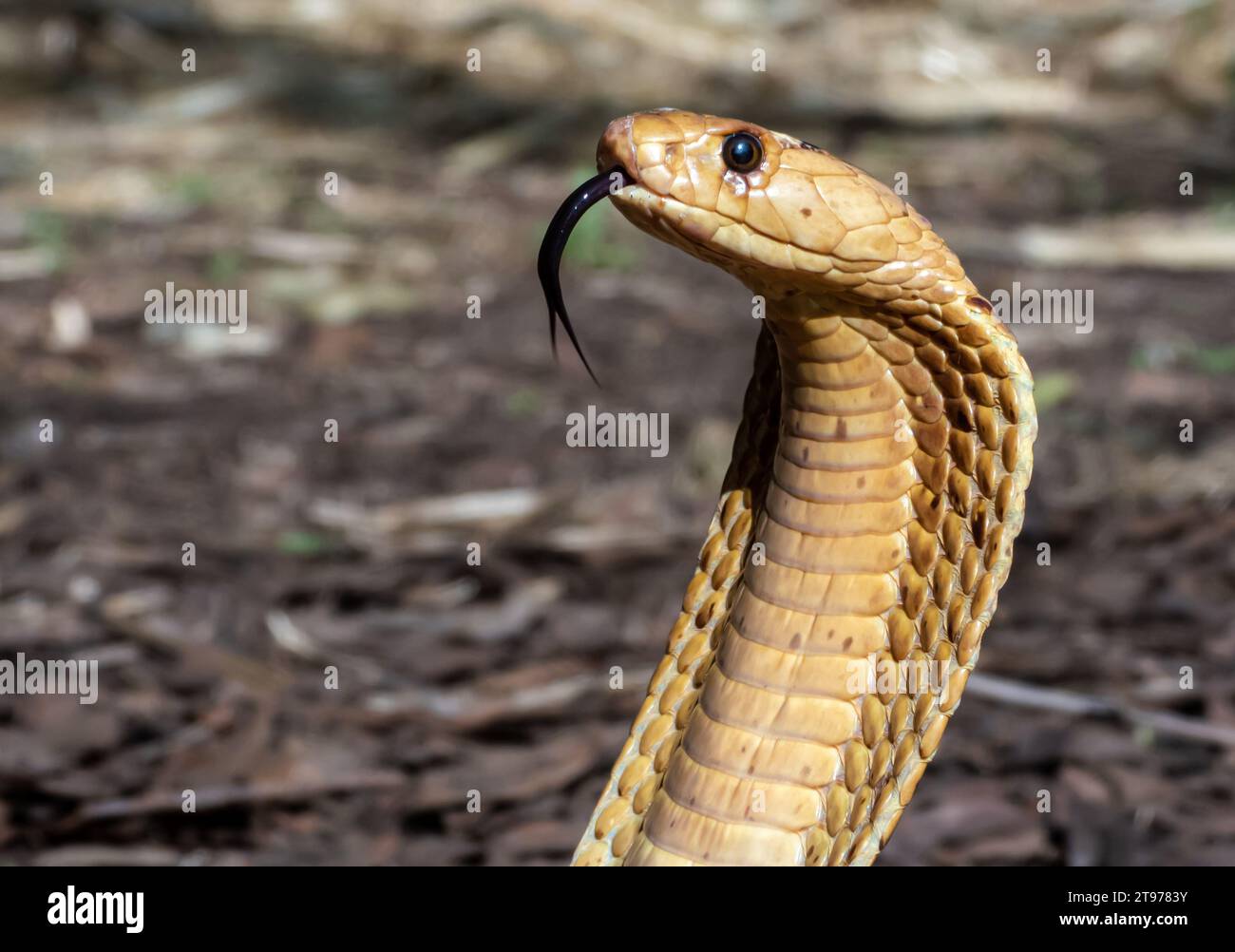 A vivid close-up photograph of a Cape cobra snake in a grassy meadow, (Naja nivea) Stock Photo