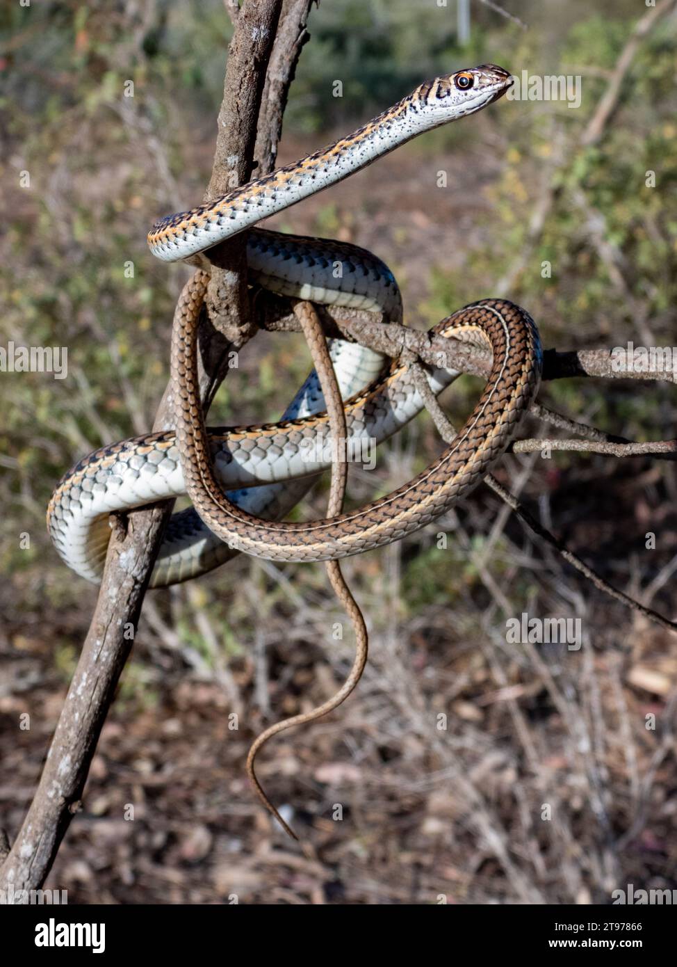 A close-up shot of a Cape Sand Snake coiled around a tree branch, resting on a larger branch Stock Photo