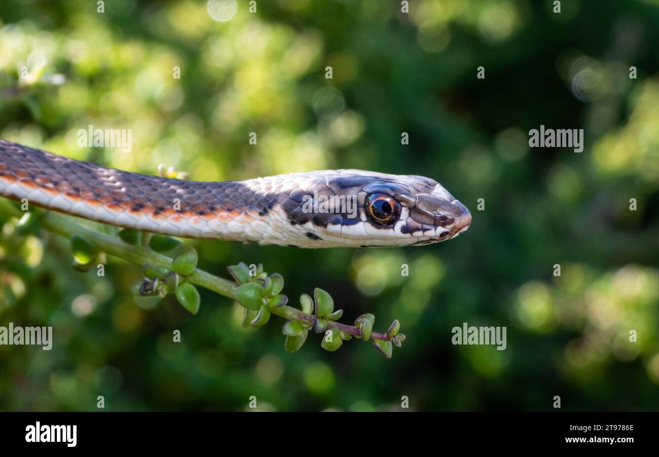 A Karoo Sand Snake in a lush green jungle. (Psammophis notostictus), a mildly venomous species from South Africa Stock Photo