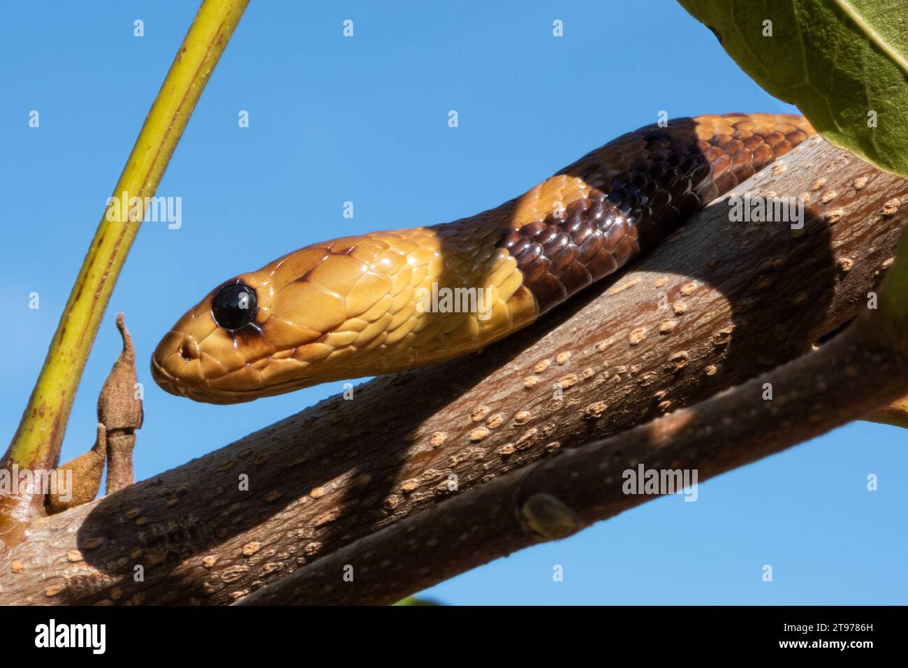 A close-up of a Cape cobra (Naja nivea), a highly venomous snake form South Africa is seen coiling around a tree branch Stock Photo