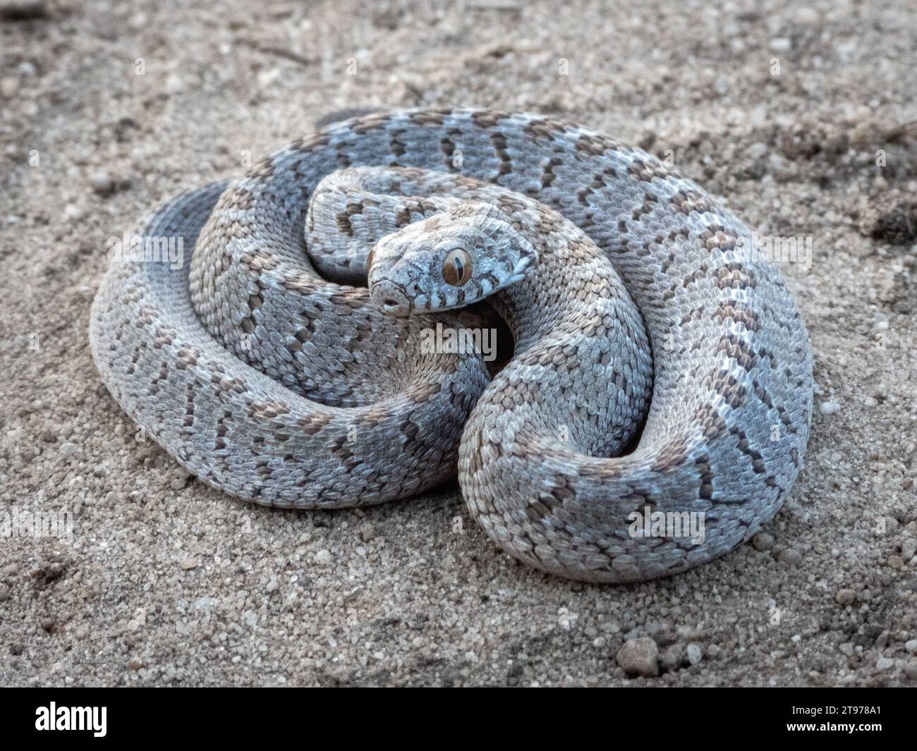 A rhombic Egg-Eater (Dasypeltis scabra), a harmless snake from South Africa slithering through sandy terrain Stock Photo