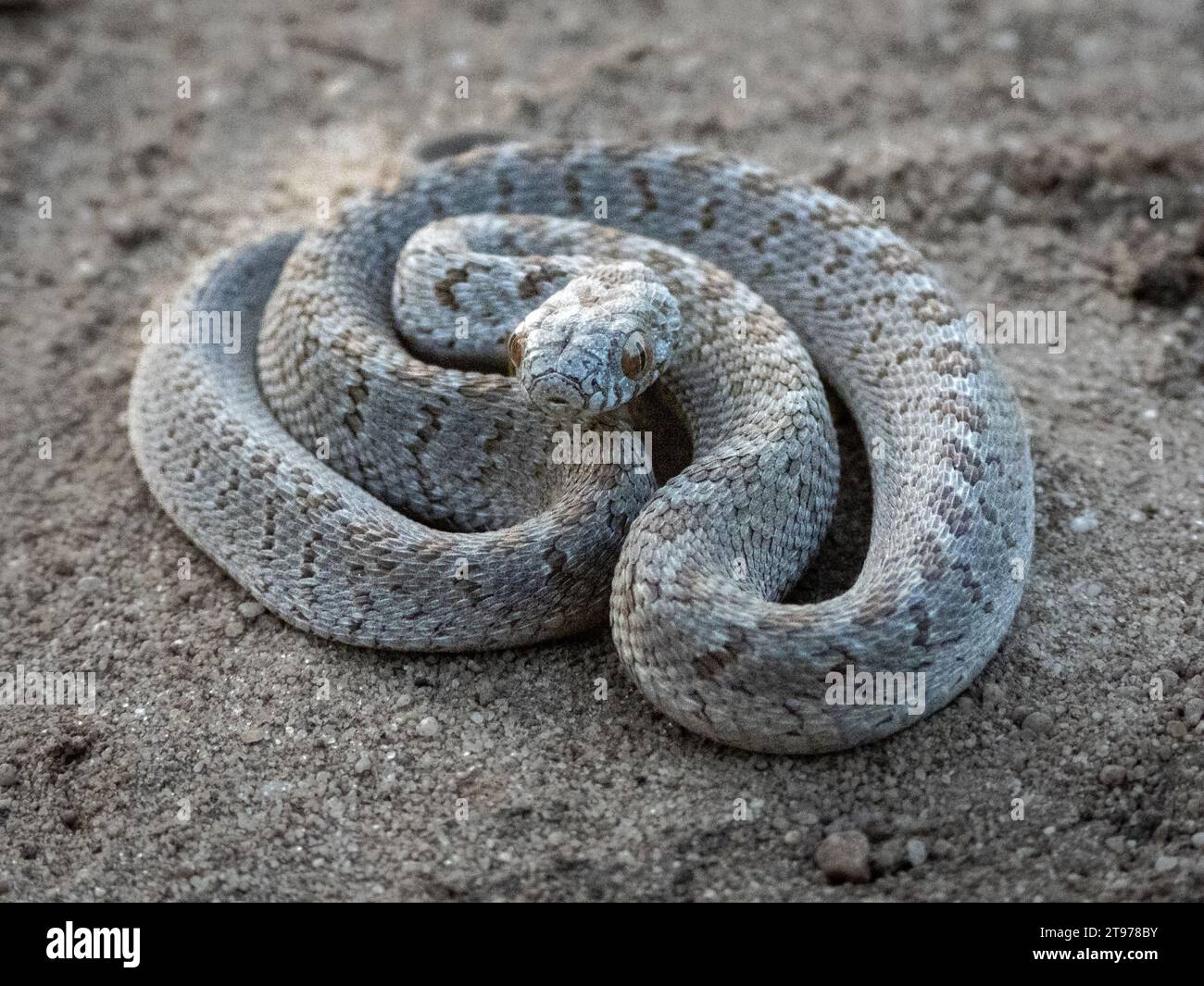 A rhombic Egg-Eater (Dasypeltis scabra), a harmless snake from South Africa slithering through sandy terrain Stock Photo
