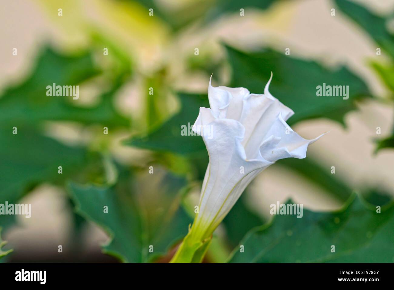 Datura stramonium, known by the common names, jimson weed, ditch weed, stink weed, Korean morning glory, Jamestown weed, thorn apple, angel's trumpet, Stock Photo