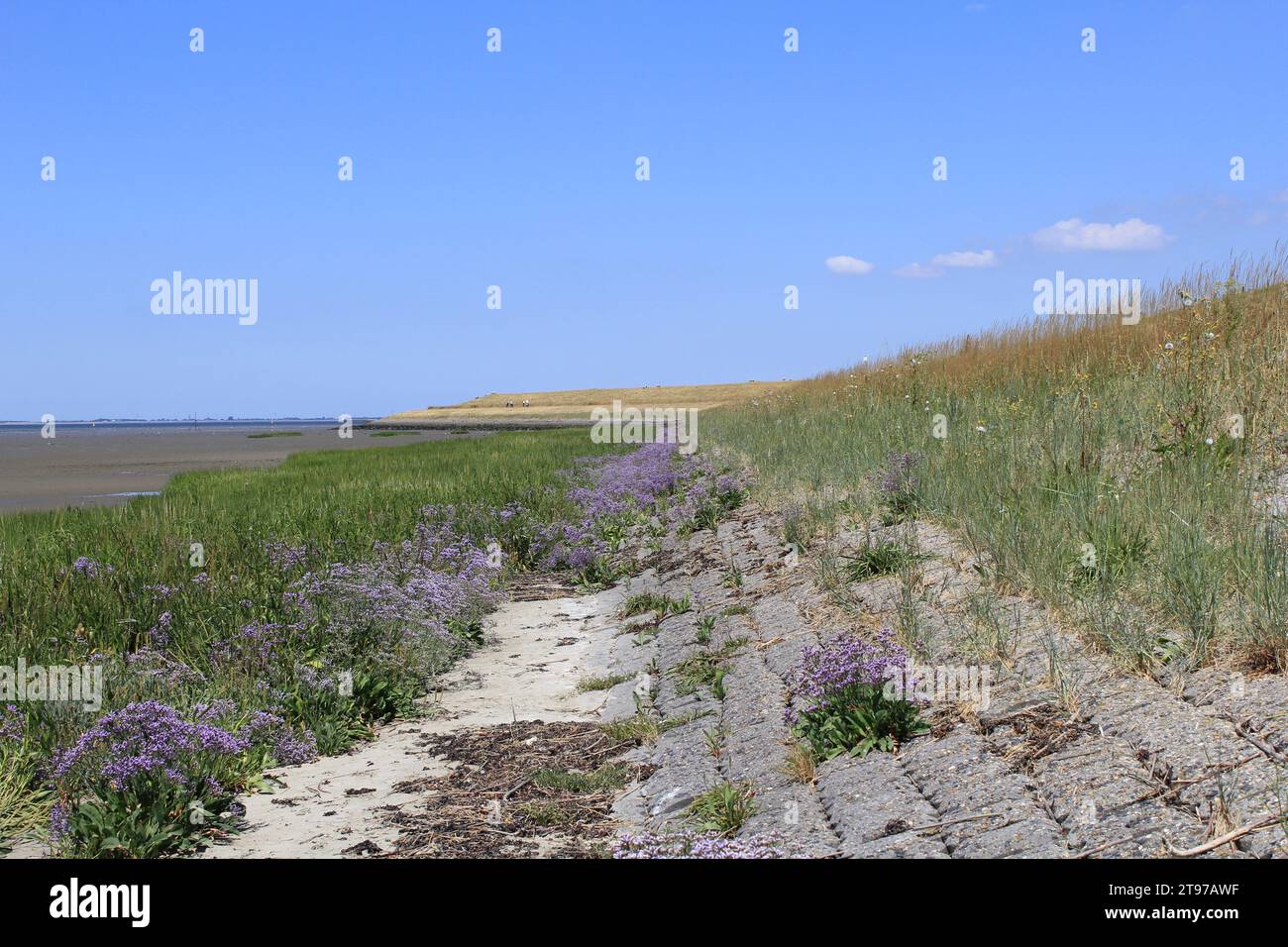 a dutch coast landscape with purple sea lavender in the salt marsh next to the seawall and the western scheldt sea in summer Stock Photo