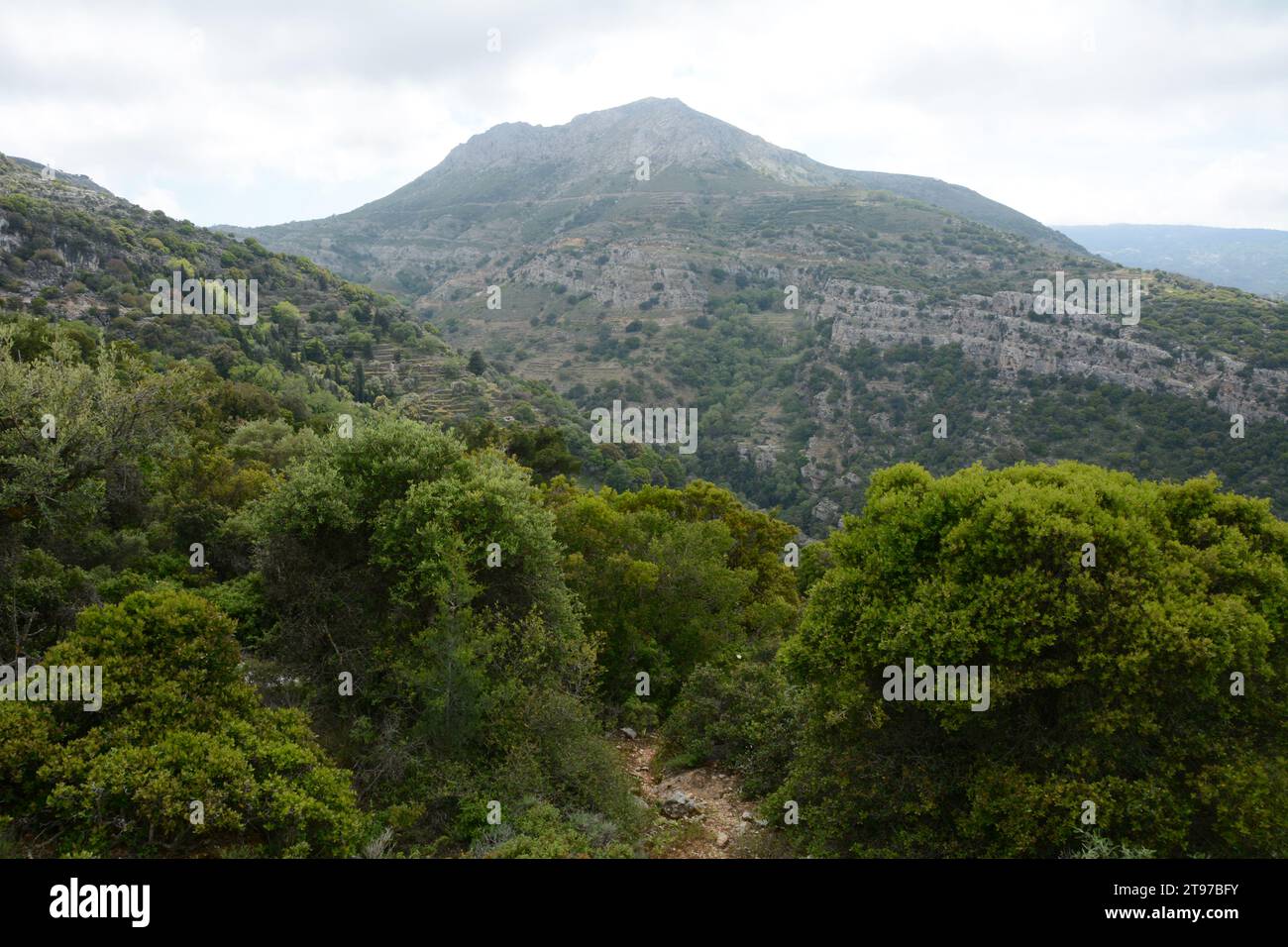 Mount Kefalas and the surrounding hills and forest, as seen from a hiking trail on the Greek Island of Ikaria, near Evdilos, Greece. Stock Photo