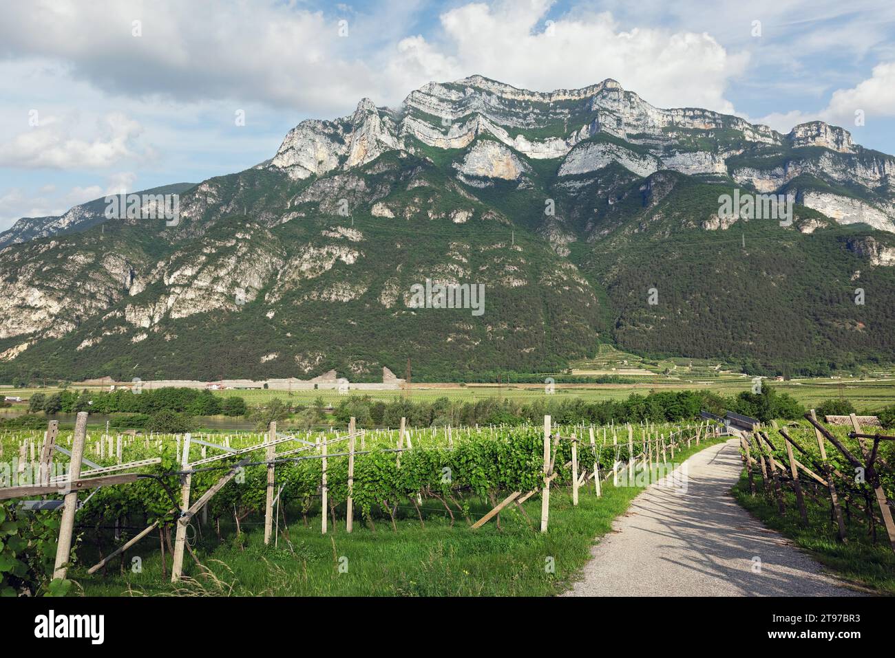 mountain vineyards in the Trento region, northern Italy Stock Photo