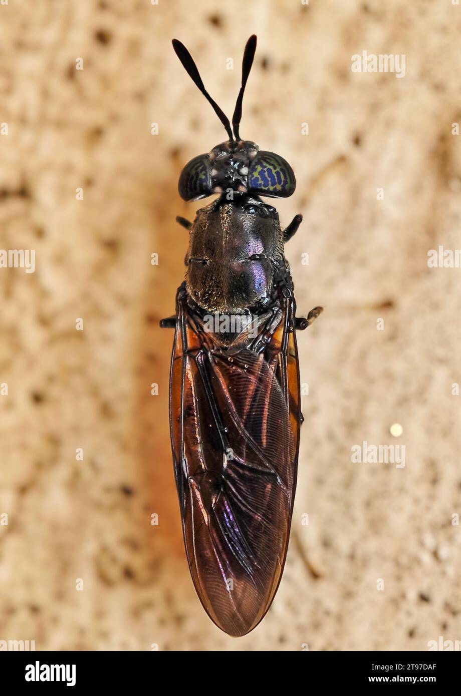 A close-up shot of a black soldier fly, Hermetia illucens Stock Photo