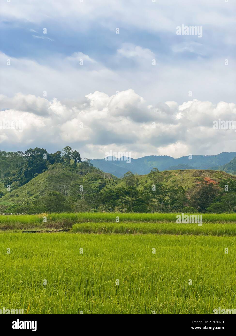 Mindanao Rice Tropical mountain with farmland and rice fields. Mindanao, Philippines ...
