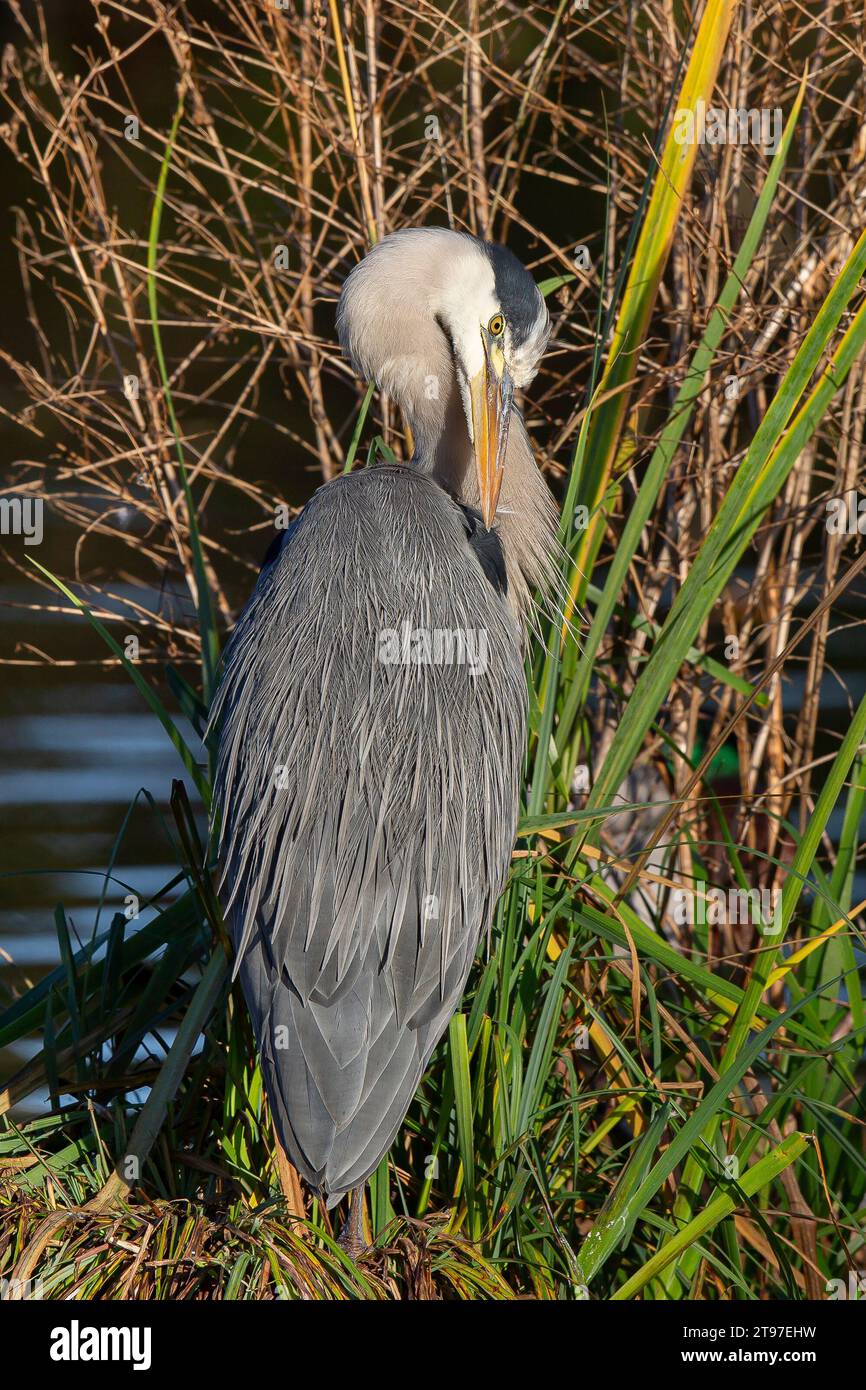 Kidderminster, UK. 23rd November, 2023. UK weather: The local wildlife enjoys a bright sunny autumn day across the Midlands. A preening grey heron enjoys the welcome sunshine at a local park. Kidderminster, UK. Credit: Lee Hudson/Alamy Live News Stock Photo