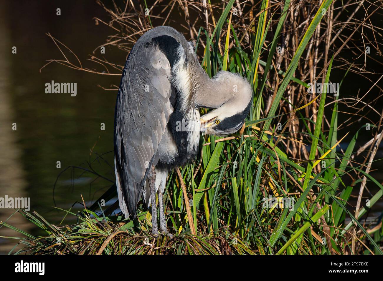 Kidderminster, UK. 23rd November, 2023. UK weather: The local wildlife enjoys a bright sunny autumn day across the Midlands. A preening grey heron enjoys the welcome sunshine at a local park. Kidderminster, UK. Credit: Lee Hudson/Alamy Live News Stock Photo