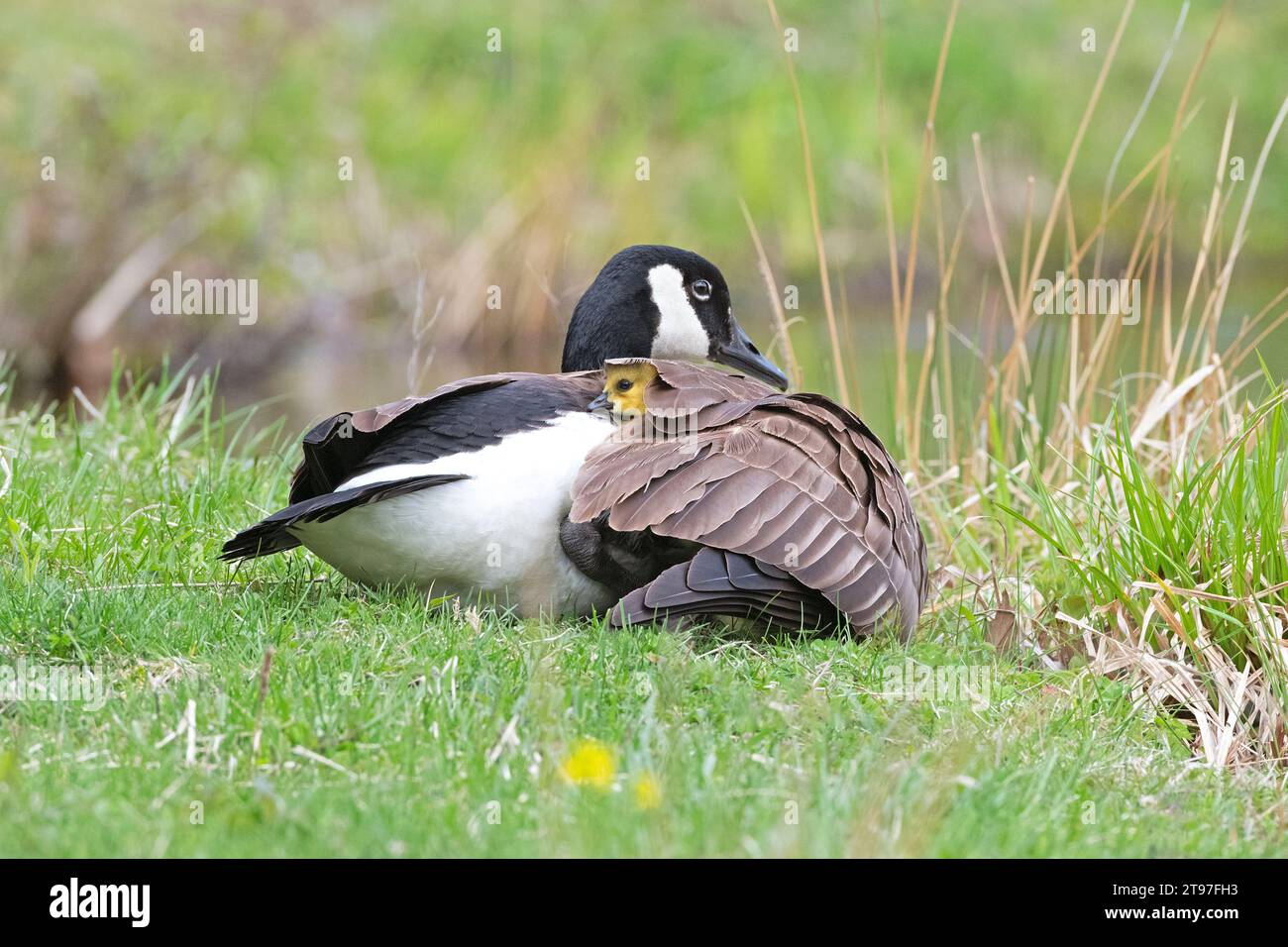 Canada Goose (Branta canadensis) mother providing shelter under her
