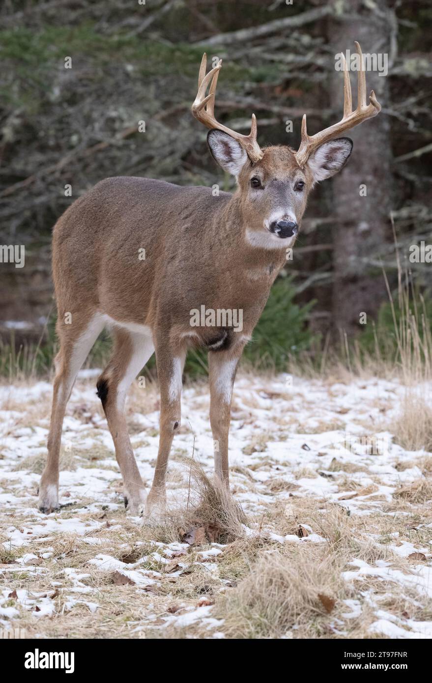 White-tailed Deer  (Odocoileus virginianus). Mature buck during late fall, which is the rutting season for deer in New England. Acadia National Park, Stock Photo