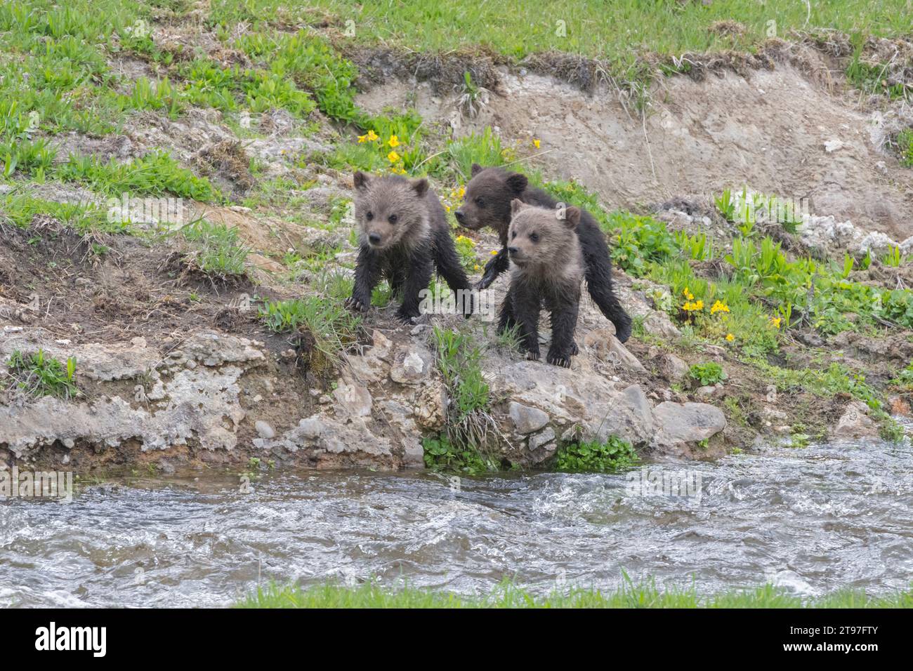 Grizzly Bear (Ursus arctos) cubs. Springtime in Yellowstone National Park, Wyoming. Stock Photo