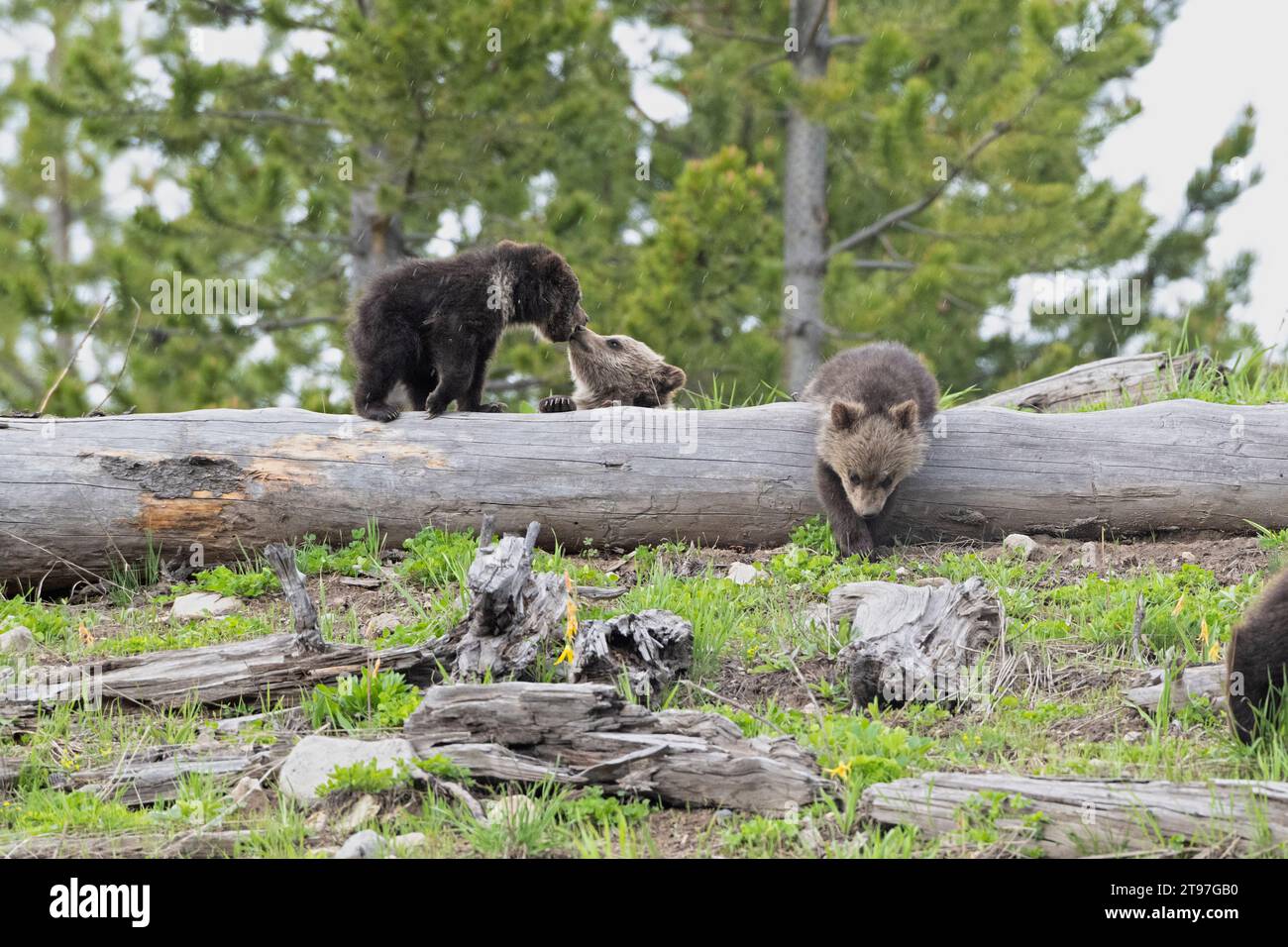 Grizzly Bear (Ursus arctos) cubs. Springtime in Yellowstone National Park, Wyoming. Stock Photo