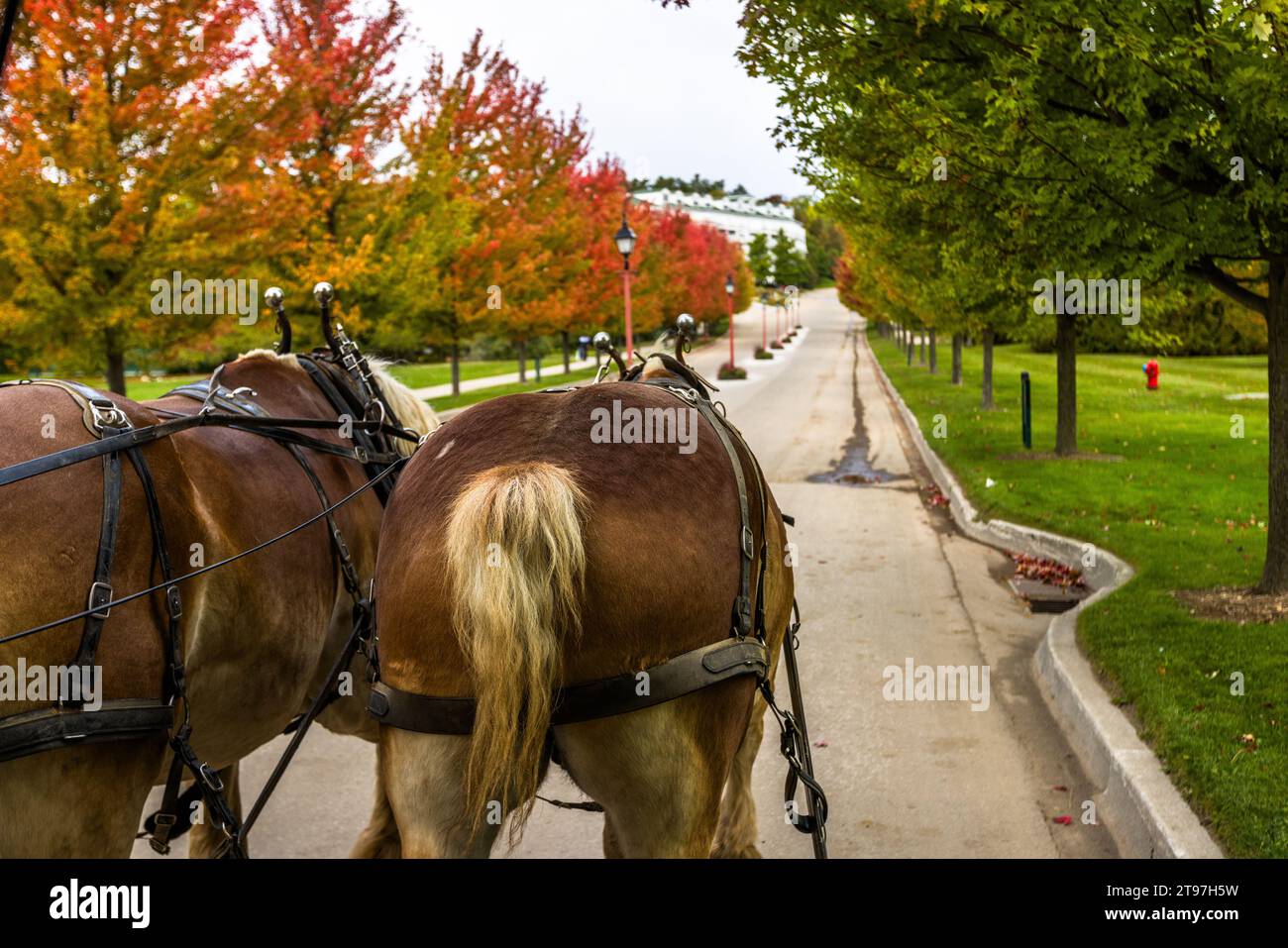 Two Horses Pull A Carriage Motorized Vehicles Were Banned On Mackinac two-horses-pull-a-carriage-motorized-vehicles-were-banned-on-mackinac